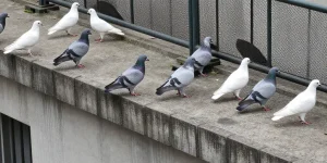 Pigeons sur le balcon ou la toiture : comment protéger durablement un bâtiment